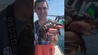 Barnacles!