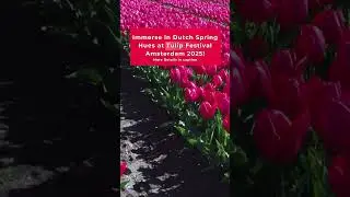 🌷 Tulip Festival Amsterdam 2025! 🌷✨