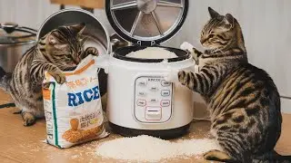 #cats making rice in the kitchen #cute #Caturda#CatsOfTwitter#MeowMonday#CatMemesKittyLove