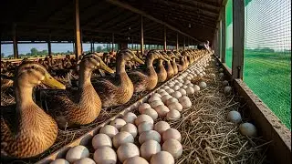 Duck farming methods - How to raise duck for business - poultry farming & organic poultry egg