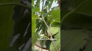 Mulberry fruit stages in our organic farm with nature sounds #naturefarming #organicproduce #fruit