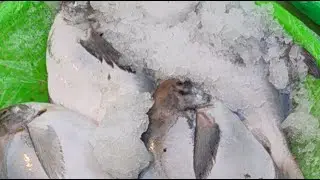 海師傅海鮮叫賣 南投市育樂路120號 南投果菜市場門口  0201