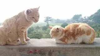 A new cat came to our house #cat #pets #cute #animals #plants #nature #dailyvlog #life 