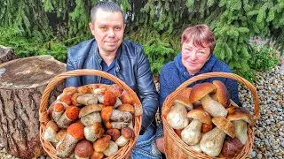 Hr&iacute;by Huby Houby | 27.9.2022 | Hub&aacute;rčenie v daždi Dub&aacute;ky Koz&aacute;ky  |   Houbařina | nahuby | Macek