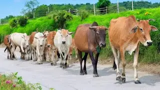 Gembala Sapi Lembu jinak, Sapi lucu Berkeliaran di jalan desa, Suara Sapi Moo Memanggil kawanannya