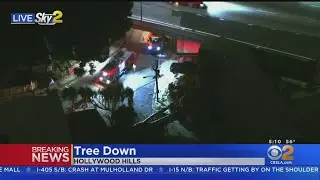 Large tree comes crashing down in Hollywood Hills neighborhood