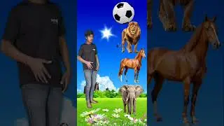 Rounding coconuts to Duck, Peacock, Pigeon & Parrot - Birds names magic video #funny #shorts