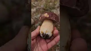 боровичок 🍄🍁💯  4-ое октября #mushroom #fungi #nature