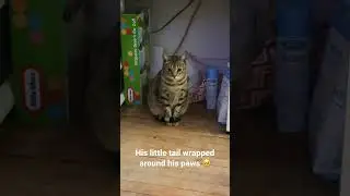 #cute #bengalcat #funny #cat #stefan #cutecat