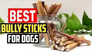 ✅Top 5 Best Bully Sticks for Dogs in 2025
