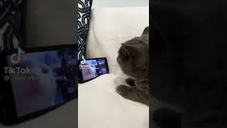 Cute Funny Cat Dancing at the Phone #shorts