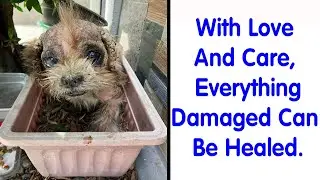 50 Wholesome Rescue Dog Pics To Heal Your Soul - Cute Dogs