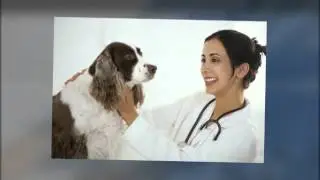 Dog Symptom Checker