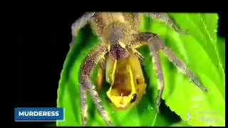 Amazonanimals part 1@Worlddiscoveries-np3qf1989