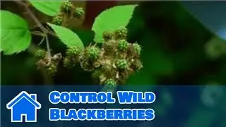 Maintaining & Pruning Shrubs : How to Control Wild Blackberries