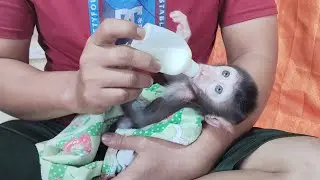 Very adorable baby monkey Boni drinking milk😍🥰