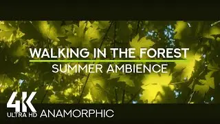 4K Relaxing Forest Soundscape - Summer Sounds & Sunlight Through Trees for Calm & Focus /Anamorphic