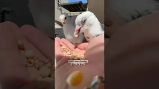 ПТИЦЫ Едят Камни? Это правда? #птица #голубь
