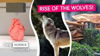 Wolf Numbers on the Rise!