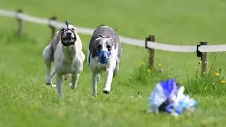 Midlands Pedigree Whippet Racing | Clearing Trials