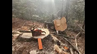 Big Pine Down! Timberjack 208E Pulling Pine