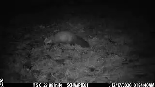Stone marten peeing or marking territory