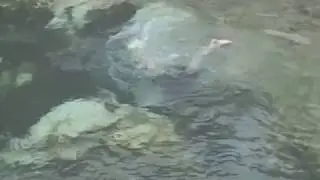 Florida's Aquifer: The Treasure Below