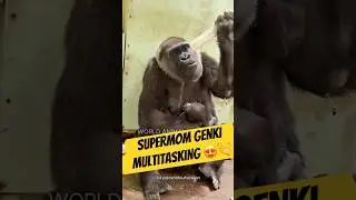 Genki&rsquo;s Multitasking Skills Are Next Level!❤️
