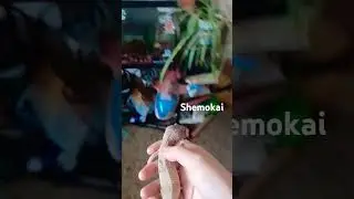 Shemokai sees Geopard for the first time #animalinteraction #goldfish #leopardgecko