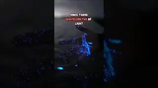 Магия биолюминесценции
