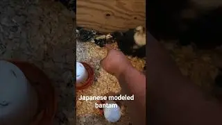 My chicken breeding project. #chicken #bird #exotic #nature #pets #shorts # rare