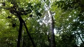 Kavak ağacı kesimi kapak alma