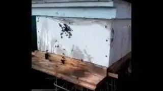 Весенний облет пчел !