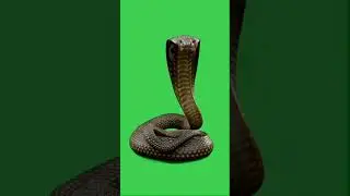 snake green screen  #shorts #greenscreen #snake #trending