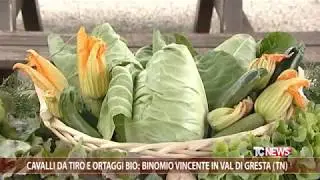 Pianeta Verde: Cavalli da tiro e ortaggi bio: binomio vincente in Val di Gresta (TN)-10.07.2017