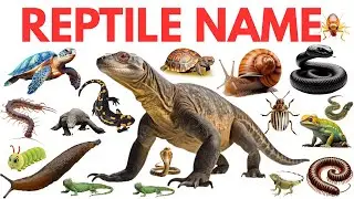 &ldquo;Reptiles & Insects Names in English 🦎🐞 | Fun Learning for Preschool Kids | Crawling Animal