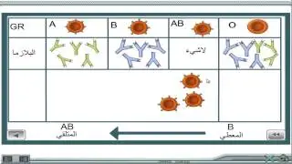 الفصائل الدموية