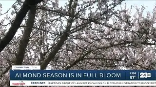Almond season is in full bloom