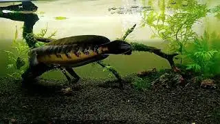 channa marulioides yellow sentarum