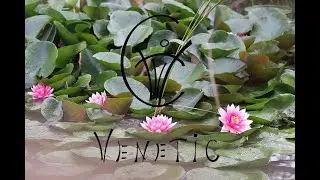 Venetic. Second Tale