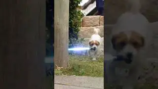 Dog with lightsaber causes chaos #dog #funnyanimals #lightsaber
