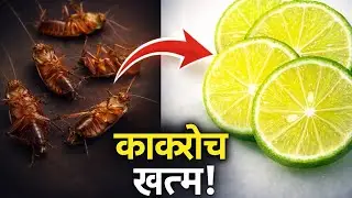 कॉकरोच भागने का घरेलू तरीका/# How to kill cockroach Using home remedy # get rid of cockroaches