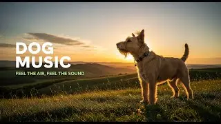 Dog Music with Classical Cello & Piano | Luxury Relaxation for Pups