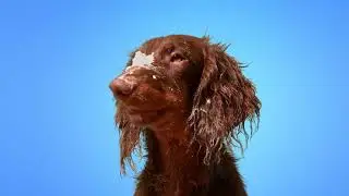 Зоосалон Happy Pet. Новый год