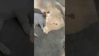 Playful Kitten Tries to Catch: Cutest Thing Ever!