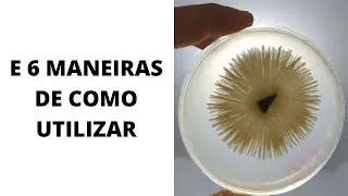 O que é o ÁGAR utilizado no CULTIVO DE COGUMELOS?