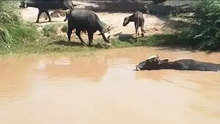 Buffalo Bathing in River | Amazing Village Life Scene 🐃💦