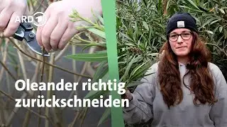 Oleander zur&uuml;ckschneiden | MDR Garten