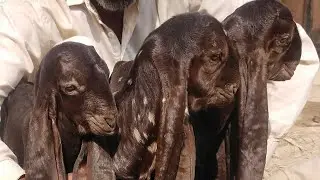 Pure kamori goats with cute babies
