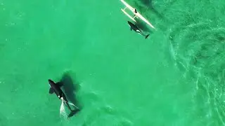 Orcas visiting Mangawhai estuary